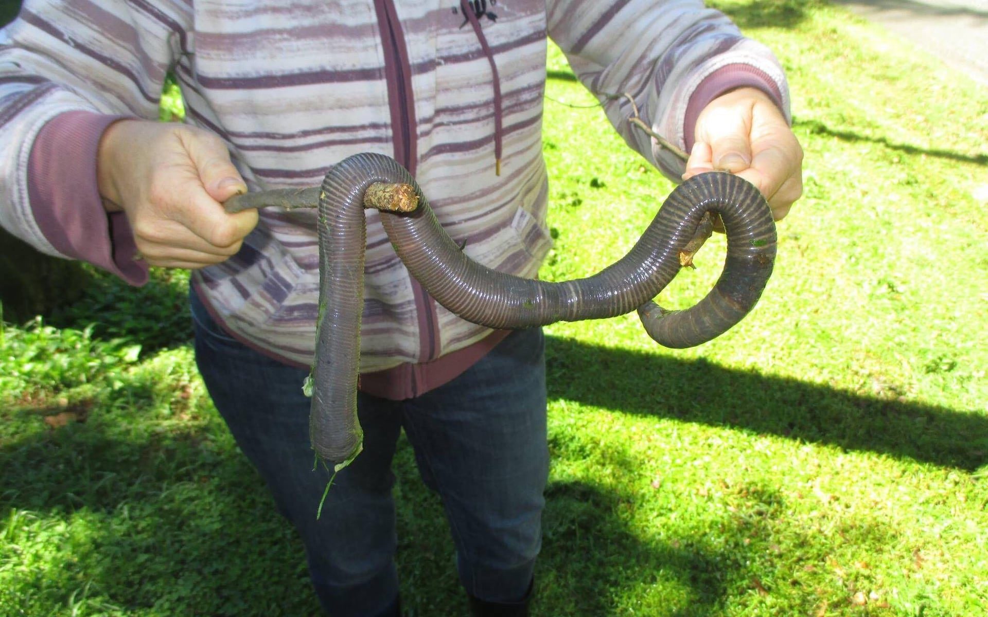 giant earthworm
