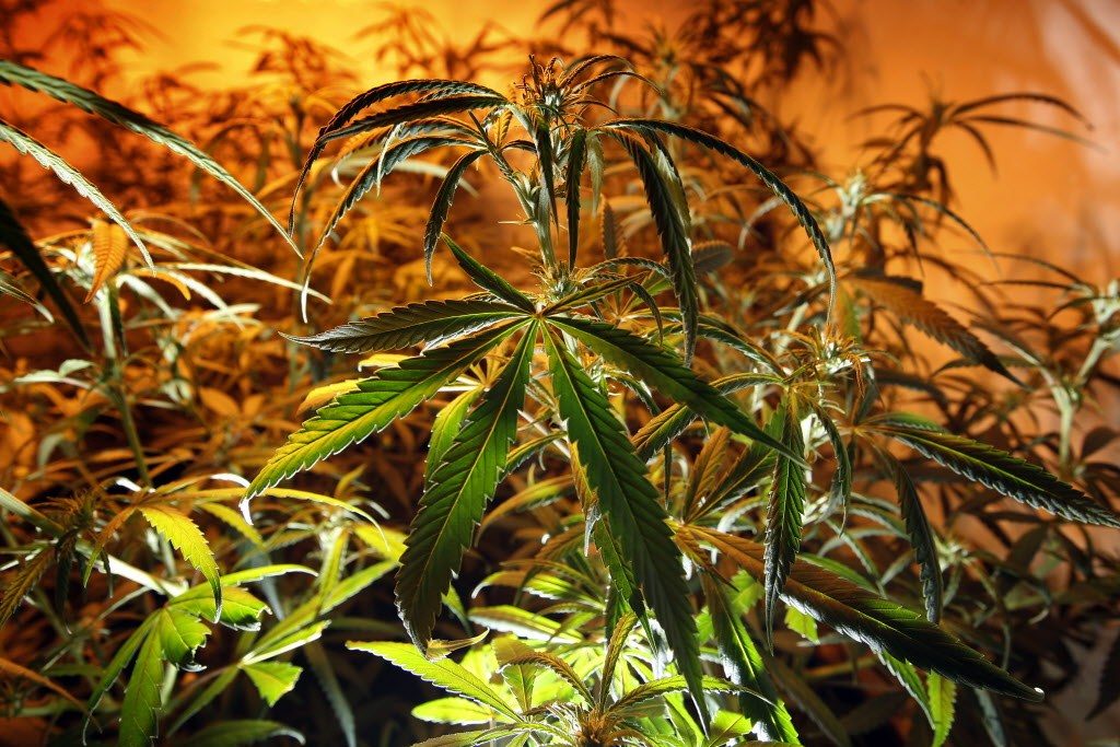 marijuana crops