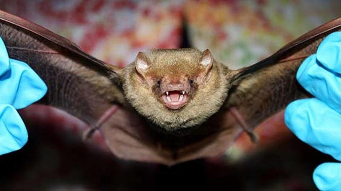 crazy bat