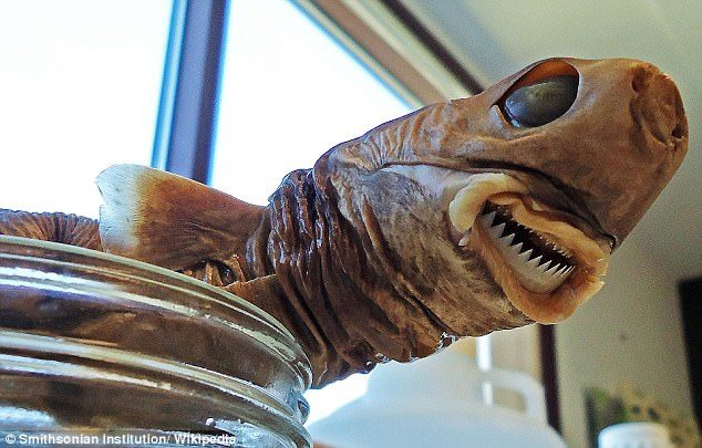 Cookiecutter sharks, also known as cigar sharks, get their name from their habit of gouging out round chunks when feeding on other animals