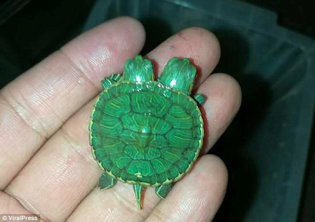 The adorable infant mutant turtle was born in August at the home of a reptile breeder Nong Somjai in Nonthaburi, Thailand