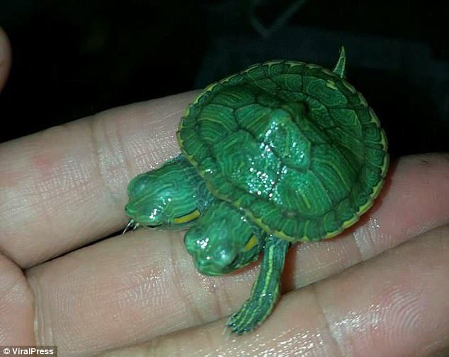 The three-month-old slider turtle - nicknamed Michaelangelo - has now won hundreds of fans with his rare features and cute behaviour filmed earlier this month
