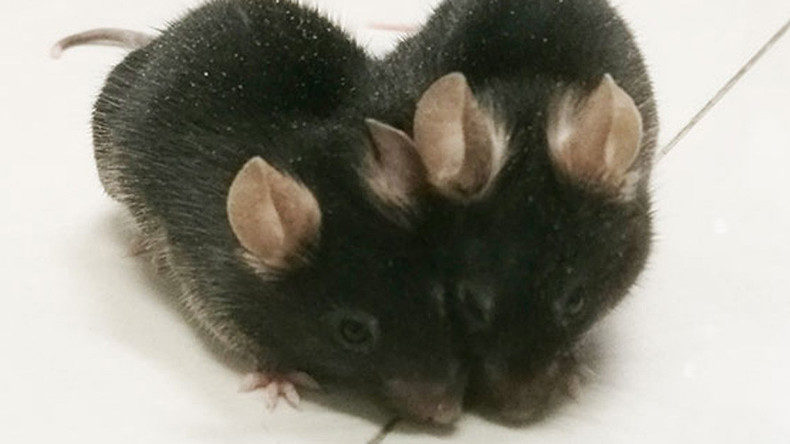 lab mice