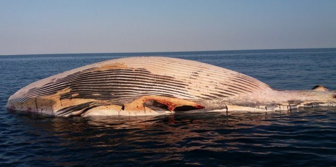 Click to enlarge DEAD WHALE