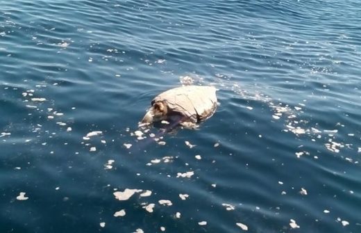 Click to enlarge dead turtles el salvador