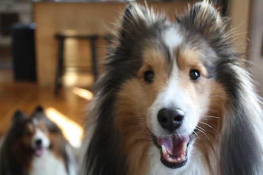 sheltie doggie