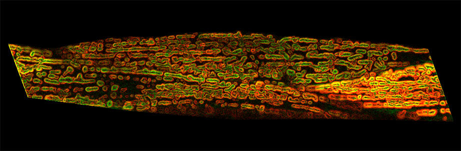 Click to enlarge mitochondrial networks