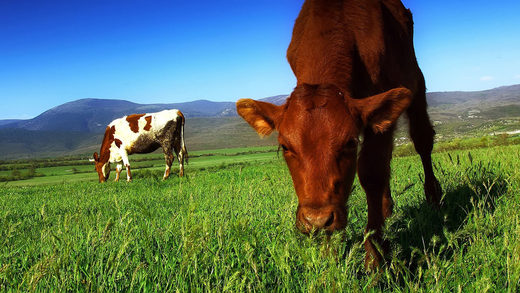 grass fed beef