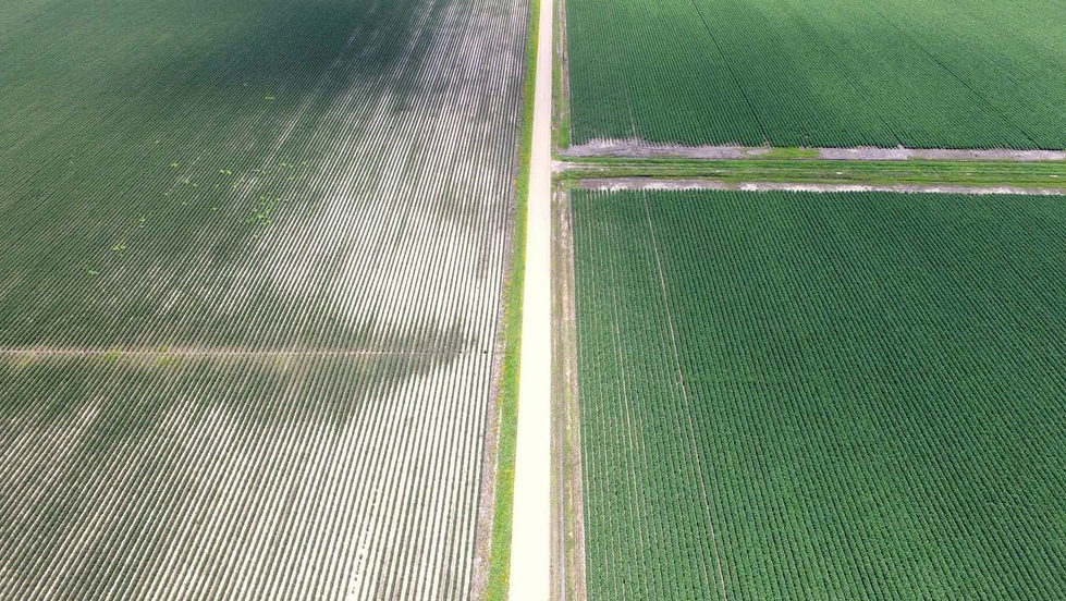 Click to enlarge dicamba