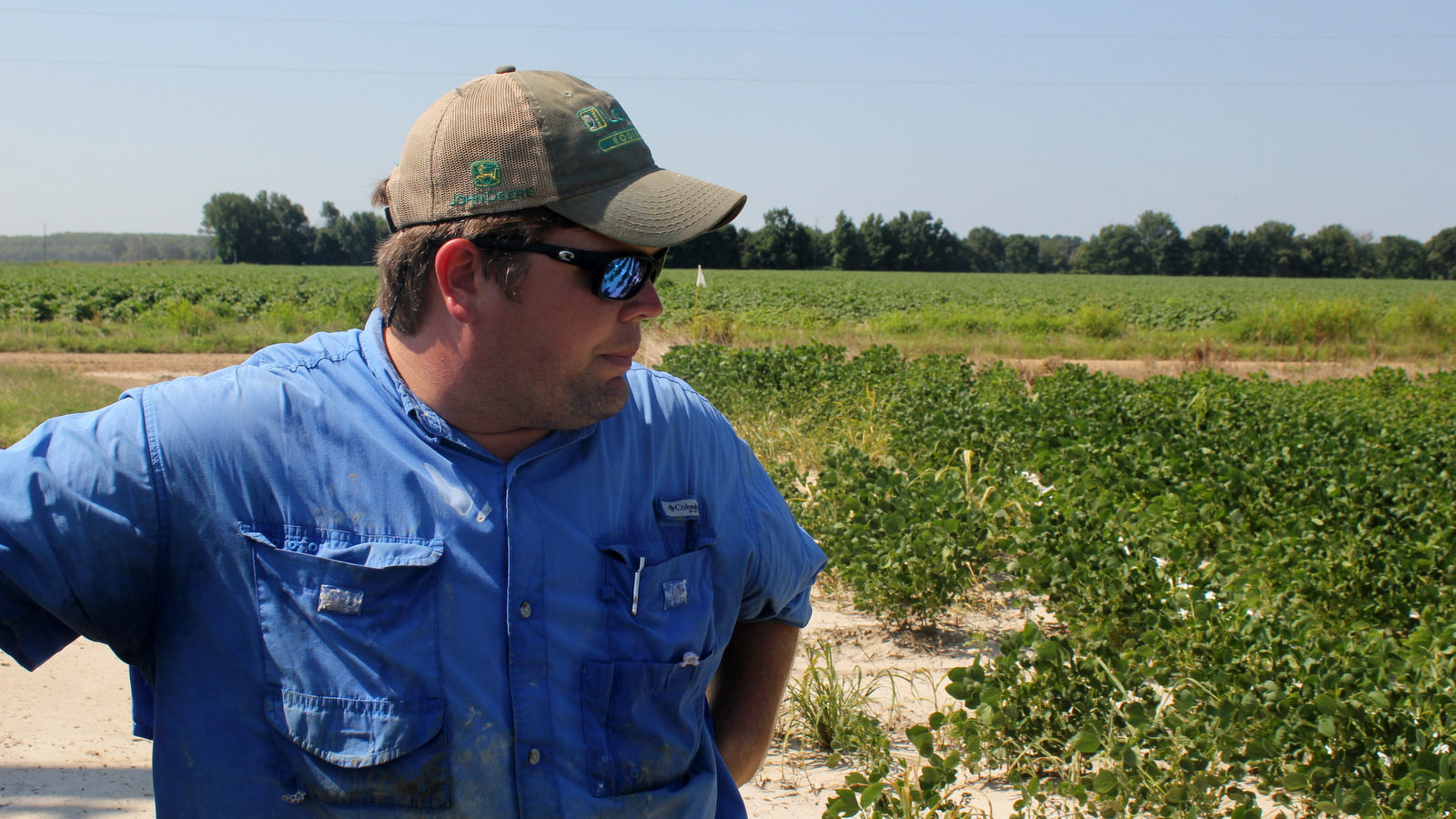 Click to enlarge dicamba