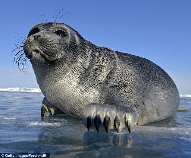 Baikal Seals (pictured) are an exclusively freshwater species of seal that occur in Lake Baikal in southern Siberia, Russia,