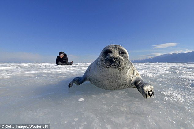 Click to enlarge Lake Baikal is landlocked, which according to the IUCN could make the seals vulnerable to future climate change since they can't move to alternative habitats