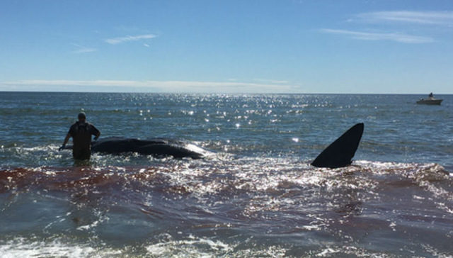 An emaciated sperm whale washed up on the beach at Oak Island, an expert said.