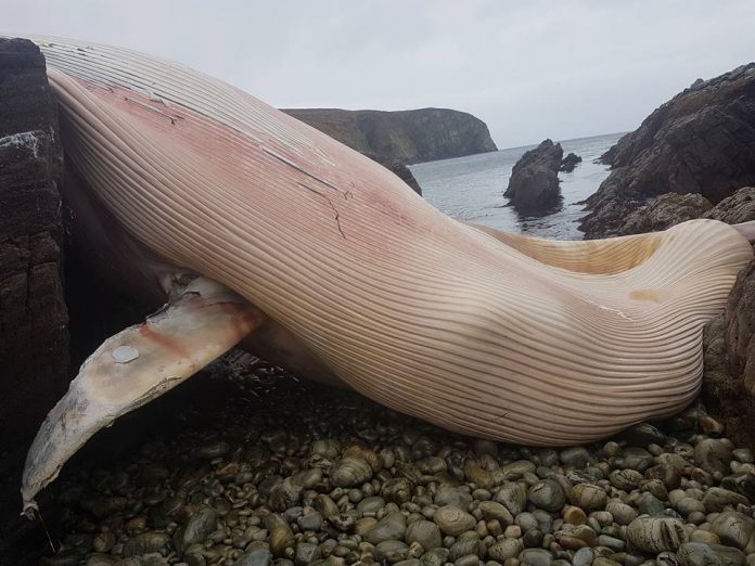 the whale washed up at Beal Chraois on the Eastern end of the island