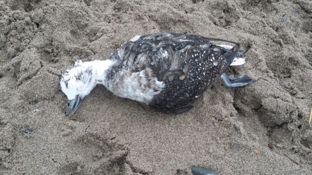 Click to enlarge A dead waterfowl is pictured at Woodbine Beach on Nov. 5, 2017.