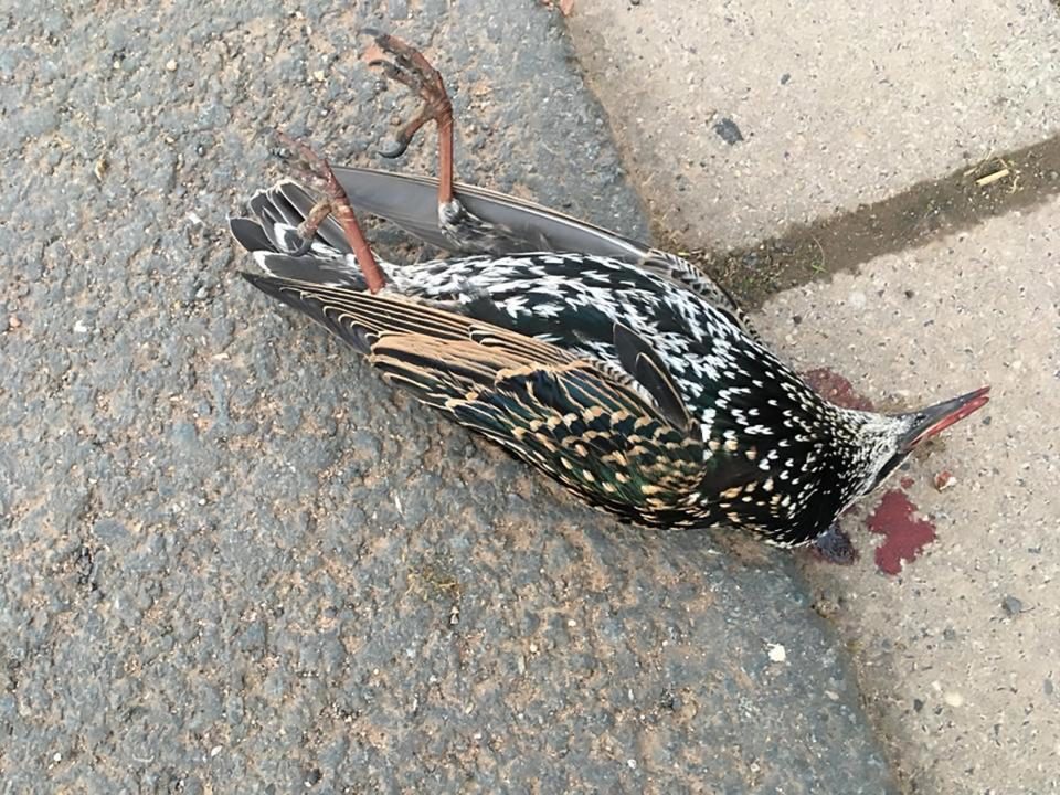 The bloodied birds were found mysteriously scattered along a road in central Germany