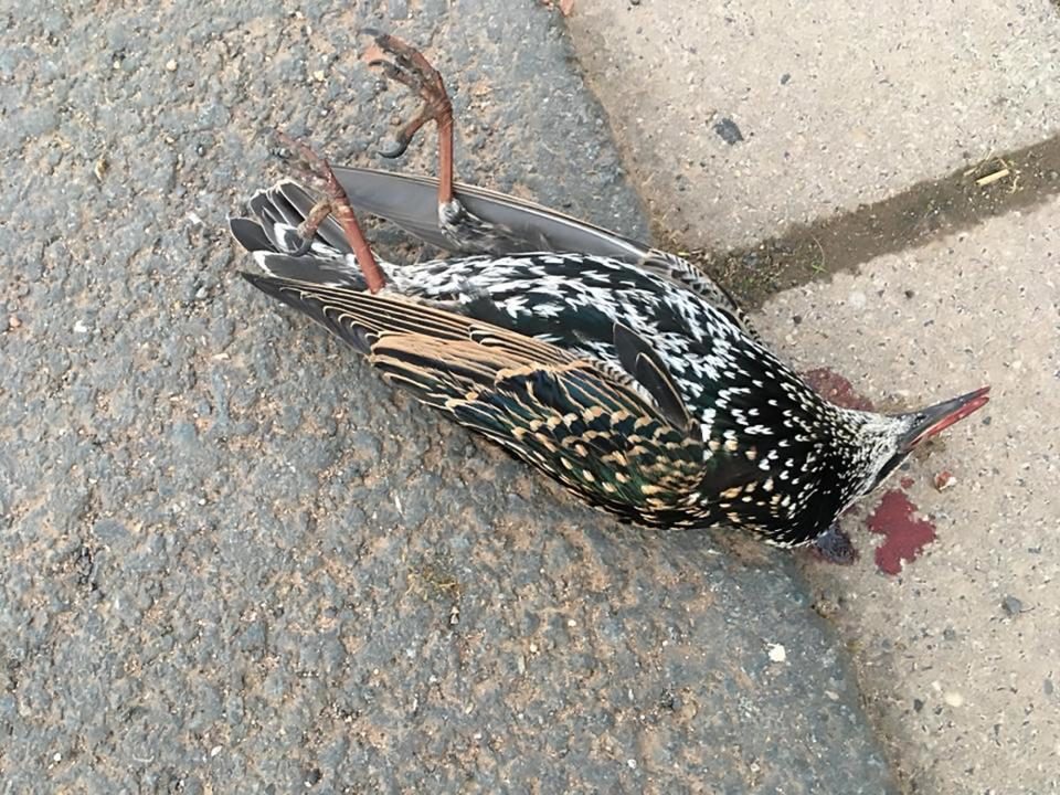 Click to enlarge The bloodied birds were found mysteriously scattered along a road in central Germany
