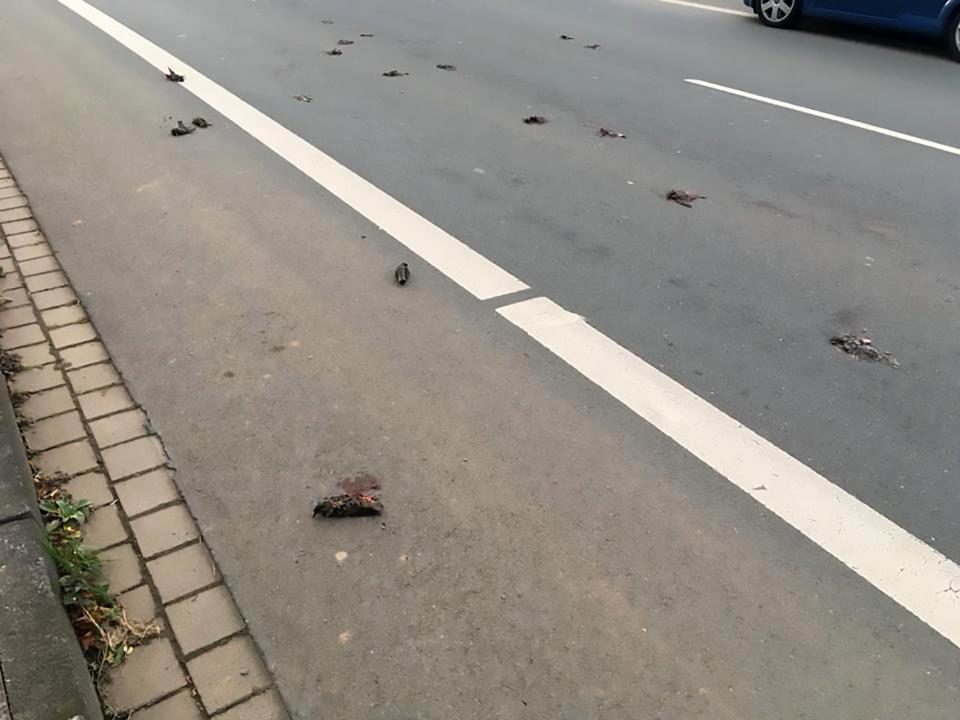 Click to enlarge Locals wondered if the starlings had suddenly fallen from the sky