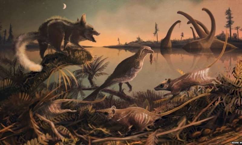 early mammals