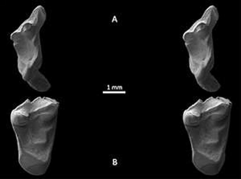 Click to enlarge early mammal teeth