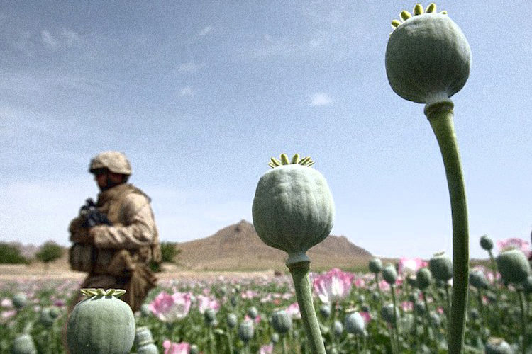 Soldier opium field