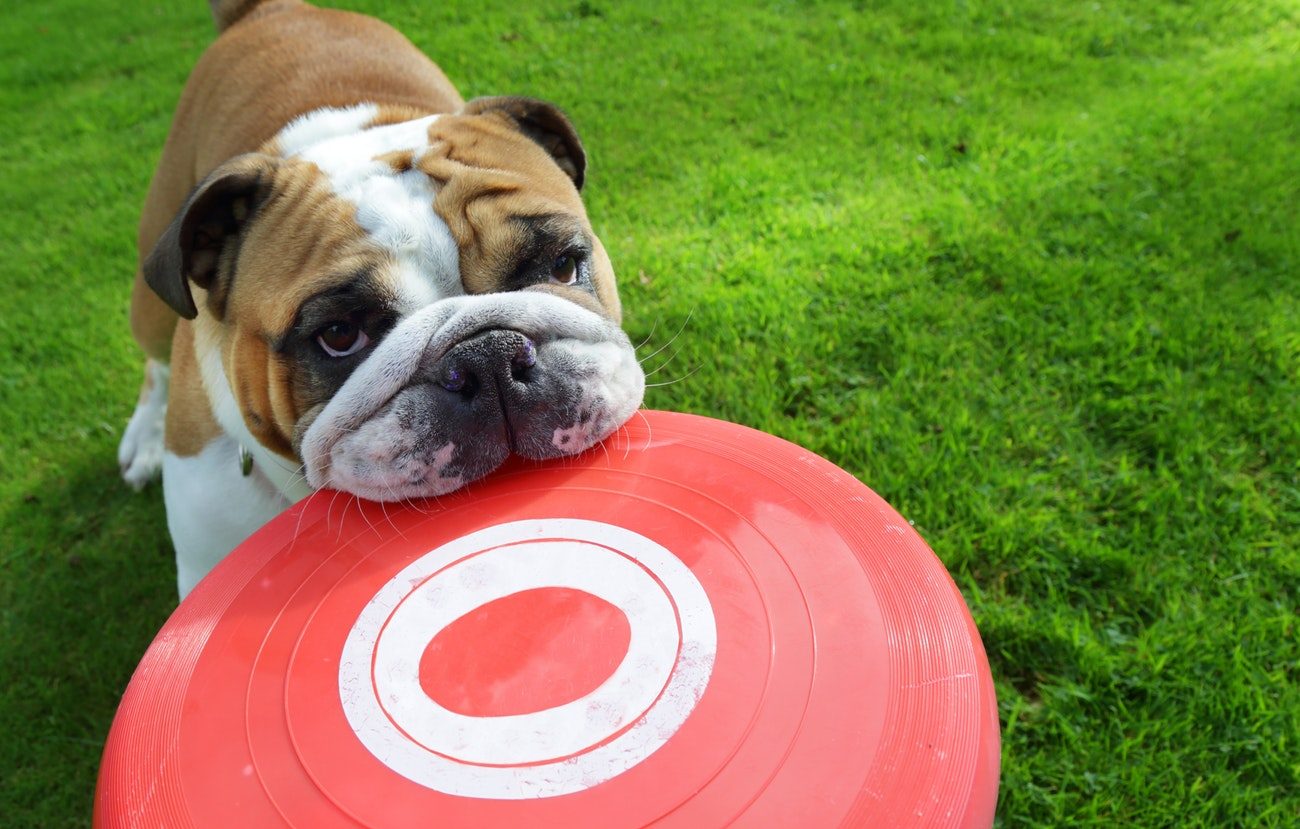 Dog with Frisbee