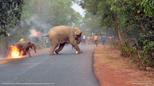 Elephants on fire in India
