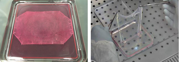 Click to enlarge Gene-edited skin stem cells