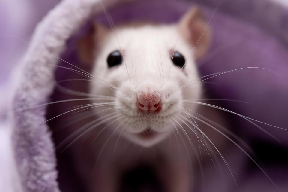 Click to enlarge lab rat