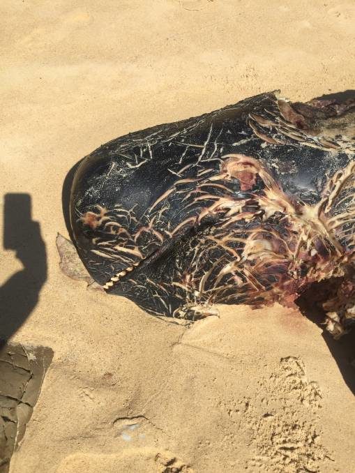 The whale found on Dalmeny Beach on November 10, 2017.