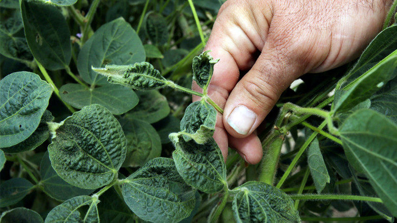 Click to enlarge Monsanto