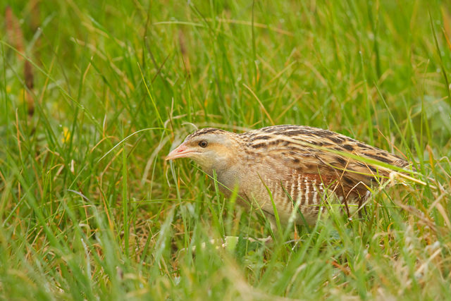 Corncrake