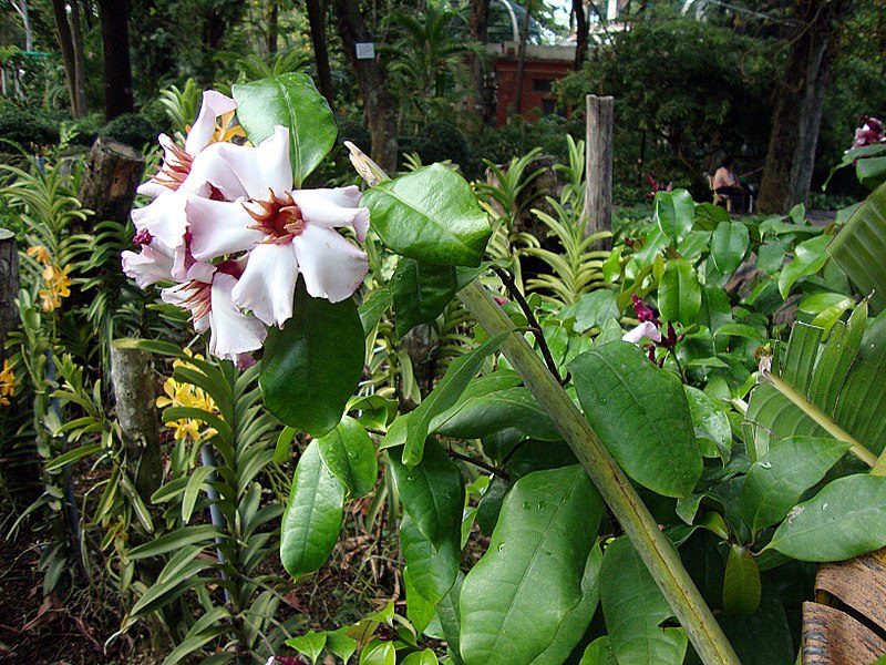 Click to enlarge Strophanthus gratus
