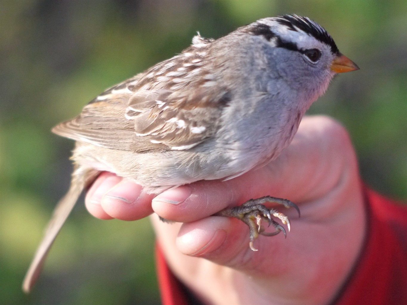 A white crested sparrow is seen in this undated handout photo. Research suggests that two of Canada's most commonly used pesticides cause migrating songbirds to lose both weight and their sense of direction.