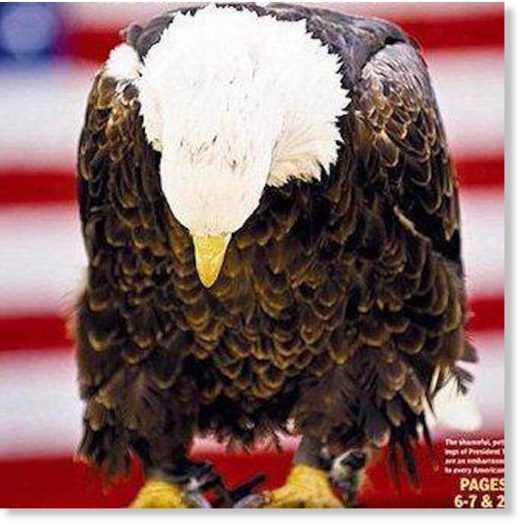 Click to enlarge eagle
