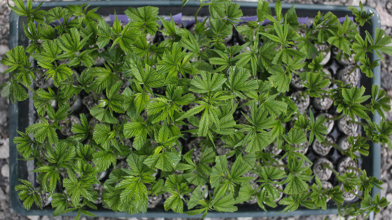 Click to enlarge marijuana plants
