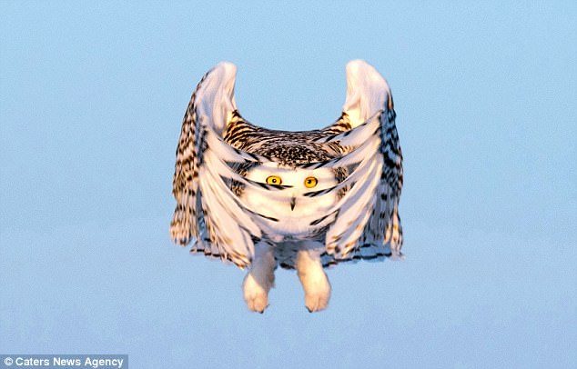 Snowy owl