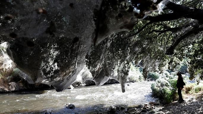 giant webs in forest near Jerusalem
