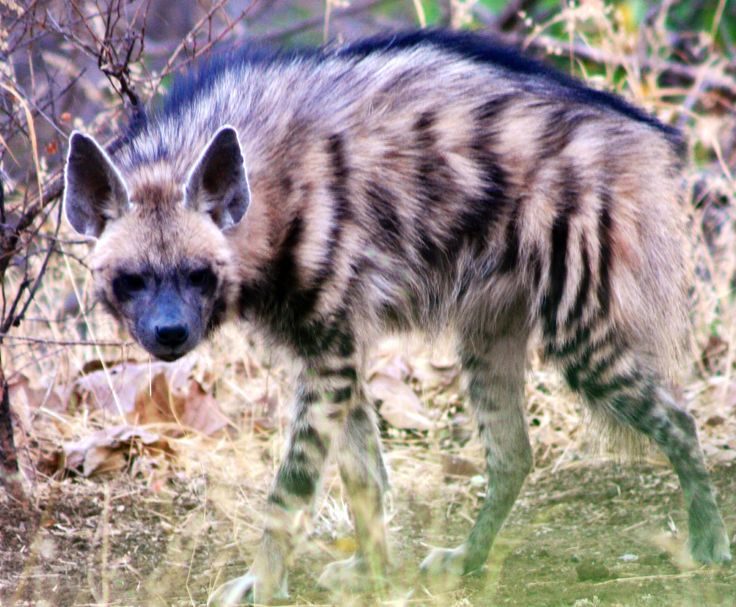 Click to enlarge Striped Hyena
