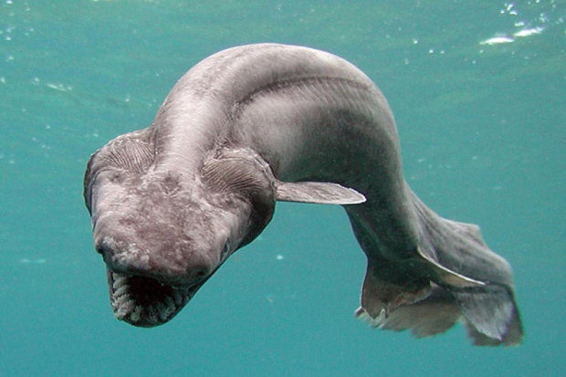Click to enlarge prehistoric shark