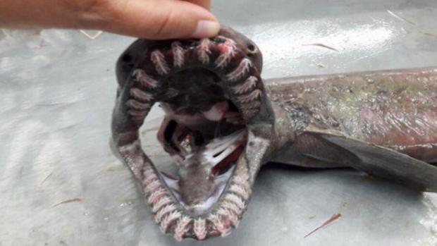 Click to enlarge frilled shark