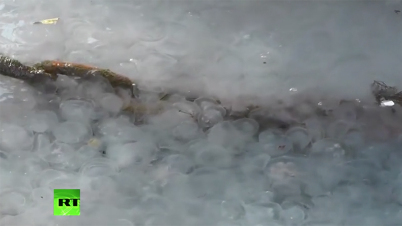 Click to enlarge Jellyfish