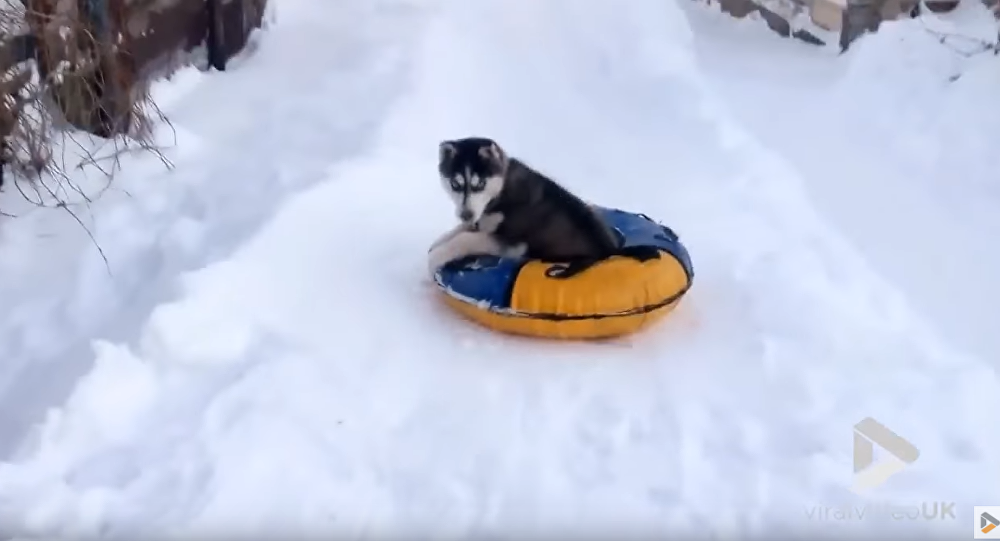 snow tubing dog Russia