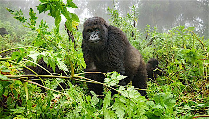 gorilla