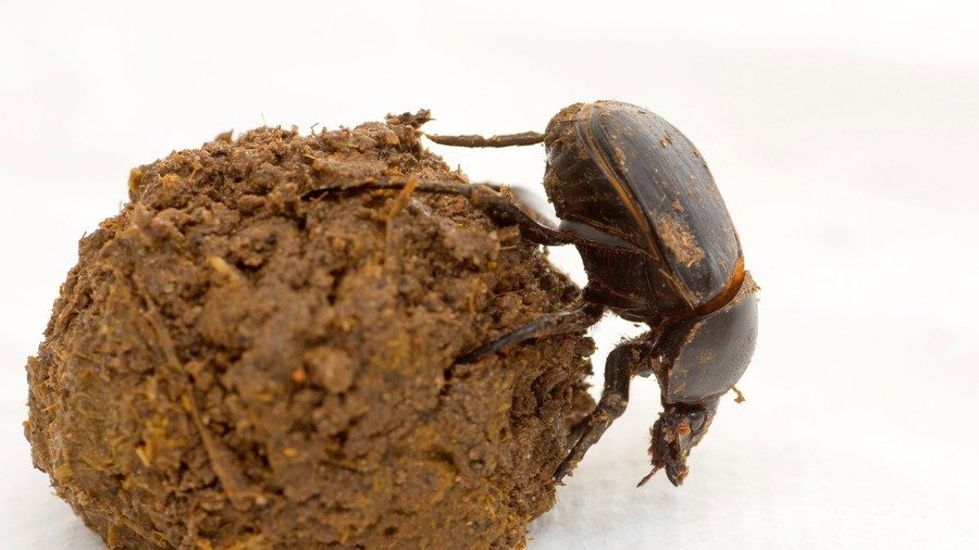scarab dung beetle