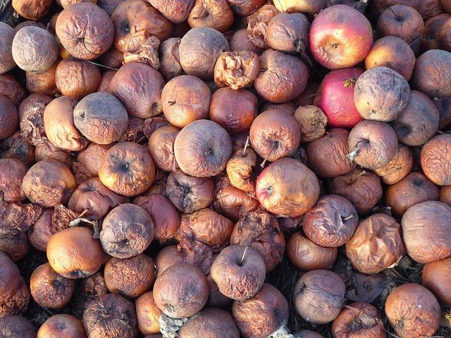 rotten apples
