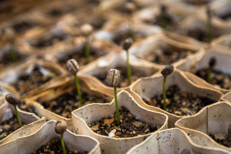 sprouting seeds