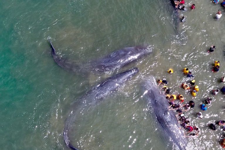 Four of the stranded sperm whales died after being stuck for several hours in the shallow waters off the beach.