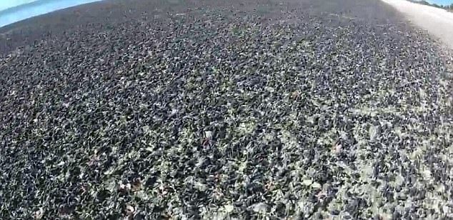 The entire length of the beach is covered in black shells of cerith snails in St. Petersburg, Florida