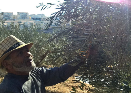 palestinian farmer